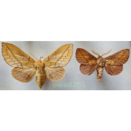 Euthrix potatoria (Linnaeus, 1758) pair Poland44e